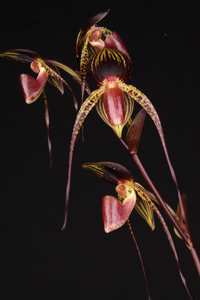 Paph. Hsinying Lady Duck SVO AM 85 pts.